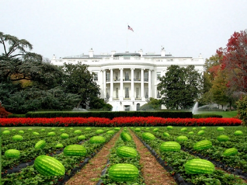 White House Watermelon Patch?