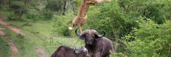 A Buffalo ‘Tosses Up’ a Lion (VIDEO)