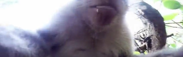 A Monkey Steals a GoPro Camera…See the Selfie (VIDEO)