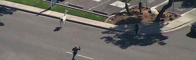 Fugitive Llama Chase Captures Nation (VIDEO)